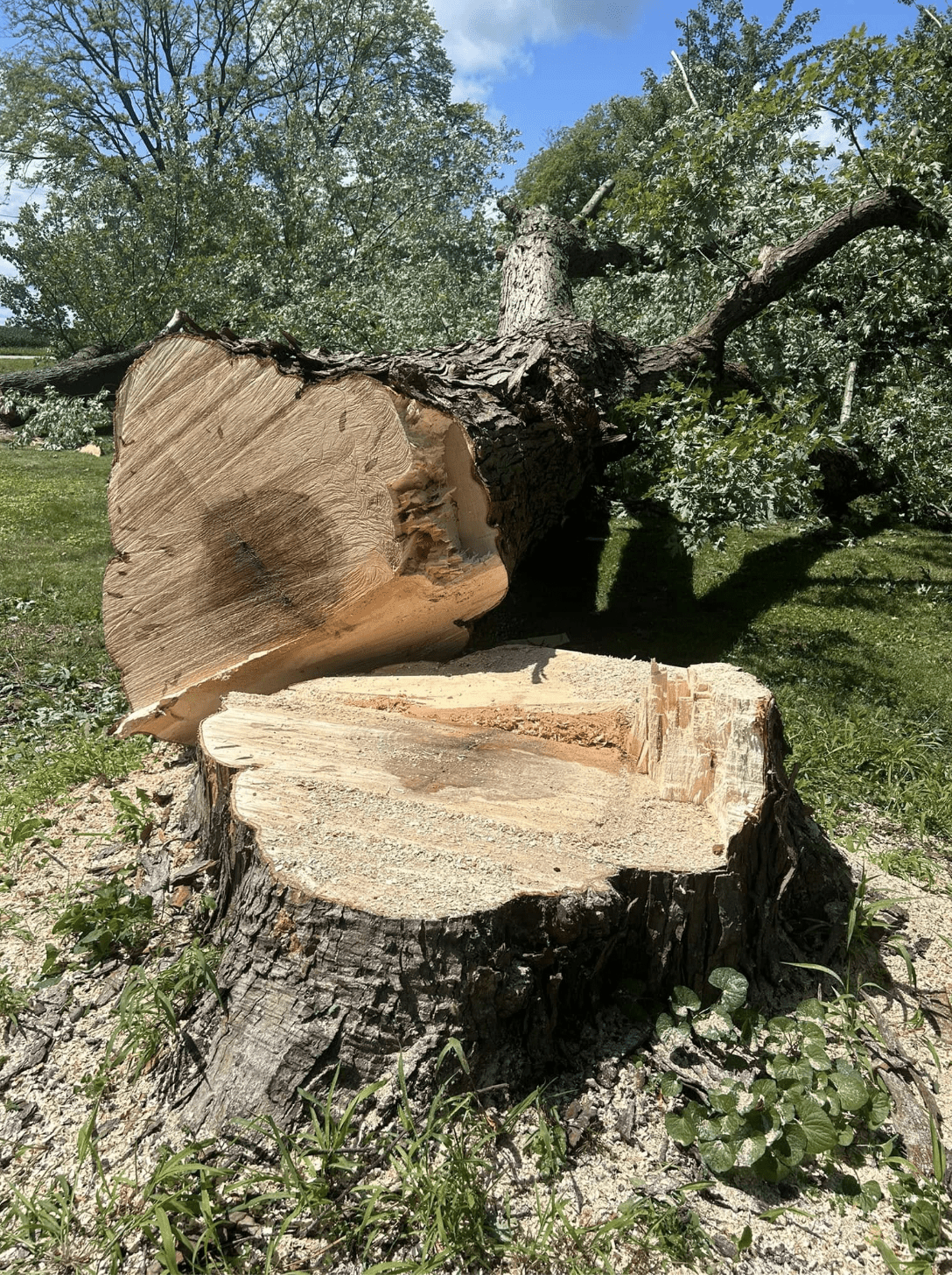Lafayette Stump Grinding Service | Doin' It Wells