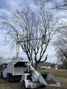 West Lafayette Tree Trimming Service
